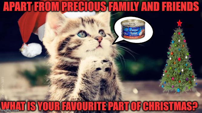 Christmas Cat Chooses Tuna | APART FROM PRECIOUS FAMILY AND FRIENDS; WHAT IS YOUR FAVOURITE PART OF CHRISTMAS? | image tagged in begging christmas cat | made w/ Imgflip meme maker