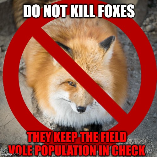 Fox facts | DO NOT KILL FOXES; THEY KEEP THE FIELD VOLE POPULATION IN CHECK | image tagged in fox,facts | made w/ Imgflip meme maker