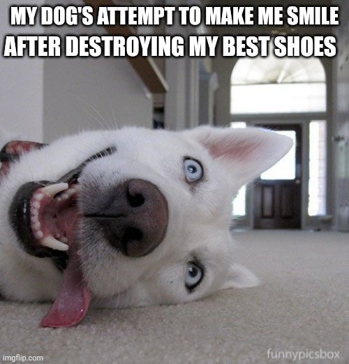 Goofy Dog | AFTER DESTROYING MY BEST SHOES; MY DOG'S ATTEMPT TO MAKE ME SMILE | image tagged in goofy dog | made w/ Imgflip meme maker