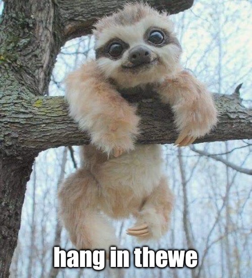 hang in thewe | image tagged in hang in there | made w/ Imgflip meme maker