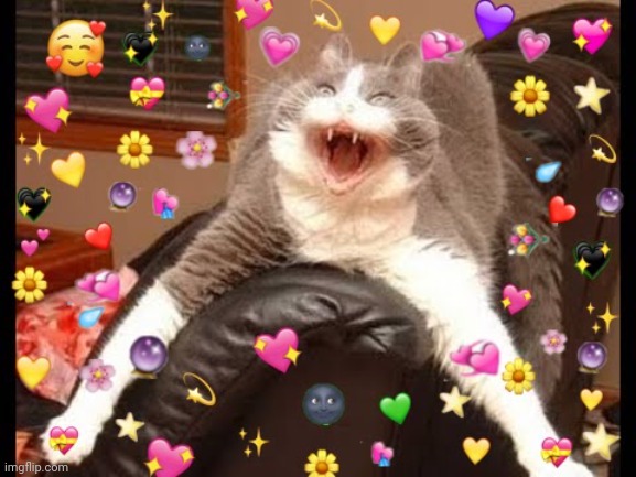 wholesome cat | image tagged in wholesome cat | made w/ Imgflip meme maker
