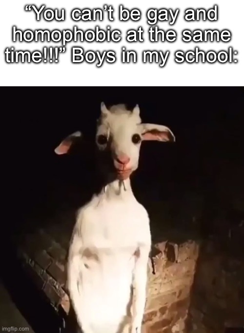 Standing Goat | “You can’t be gay and homophobic at the same time!!!” Boys in my school: | image tagged in standing goat | made w/ Imgflip meme maker