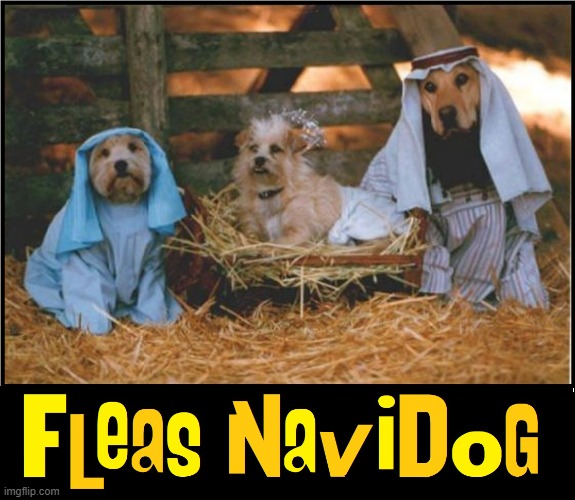 Away in a manger, no crib for a bed... | image tagged in vince vance,merry christmas,memes,dogs,nativity,manger | made w/ Imgflip meme maker