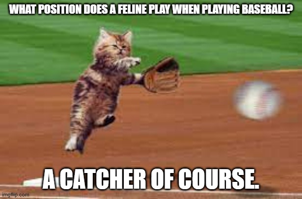 meme by Brad cat playing baseball | WHAT POSITION DOES A FELINE PLAY WHEN PLAYING BASEBALL? A CATCHER OF COURSE. | image tagged in cat meme | made w/ Imgflip meme maker