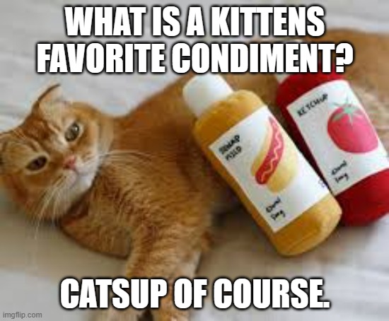 meme by Brad cats and catsup | WHAT IS A KITTENS FAVORITE CONDIMENT? CATSUP OF COURSE. | image tagged in cat meme | made w/ Imgflip meme maker