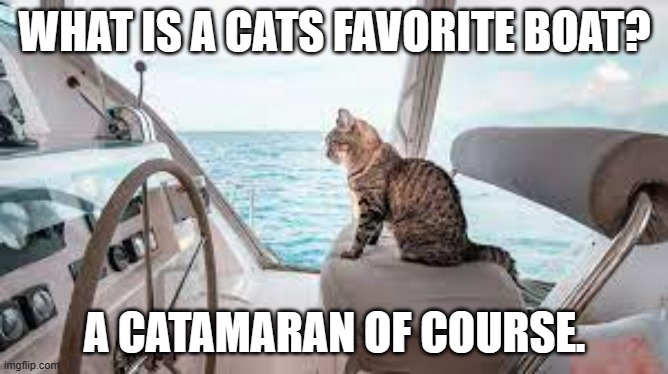 meme by Brad cats and catamaran | WHAT IS A CATS FAVORITE BOAT? A CATAMARAN OF COURSE. | image tagged in cat meme | made w/ Imgflip meme maker