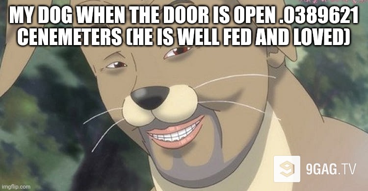 Weird anime hentai furry | MY DOG WHEN THE DOOR IS OPEN .0389621 CENEMETERS (HE IS WELL FED AND LOVED) | image tagged in weird anime hentai furry | made w/ Imgflip meme maker