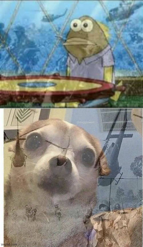 image tagged in spongebob ptsd,ptsd chihuahua | made w/ Imgflip meme maker