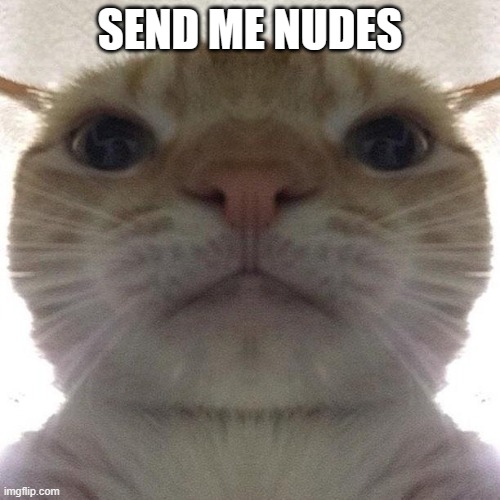 @GIRLS HERE | SEND ME NUDES | image tagged in staring cat/gusic | made w/ Imgflip meme maker