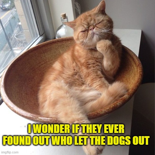 Wondering cat | I WONDER IF THEY EVER FOUND OUT WHO LET THE DOGS OUT | image tagged in wondering cat,memes,funny | made w/ Imgflip meme maker