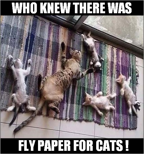 Help !  We Can't Move ! | WHO KNEW THERE WAS; FLY PAPER FOR CATS ! | image tagged in cats,trapped,fly paper,optical illusion | made w/ Imgflip meme maker