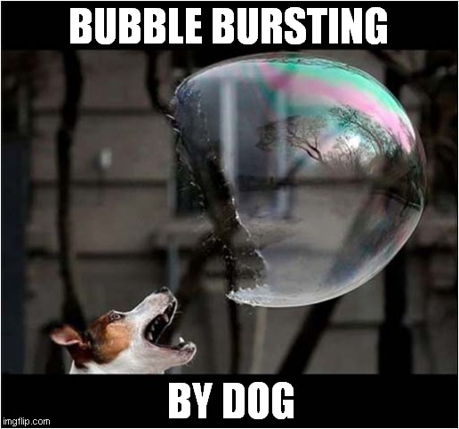 A Perfectly Timed Shot ! | BUBBLE BURSTING; BY DOG | image tagged in dogs,bubble,bursting | made w/ Imgflip meme maker