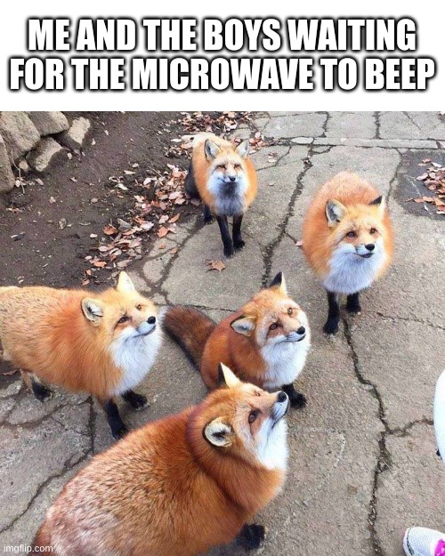 Fox Skulk | ME AND THE BOYS WAITING FOR THE MICROWAVE TO BEEP | image tagged in fox skulk | made w/ Imgflip meme maker