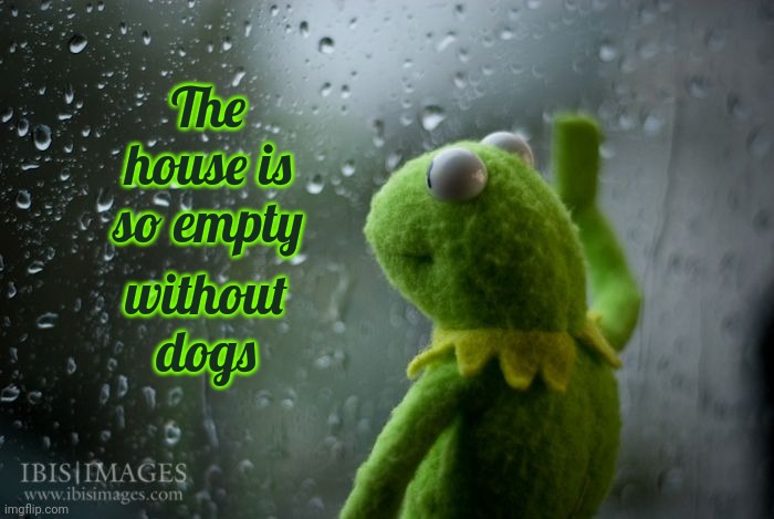 I Don't Even Have To Shut The Gate Anymore | The house is so empty; without dogs | image tagged in kermit window,it's the little things you miss the most,dogs,my heart is a void,sad,memes | made w/ Imgflip meme maker