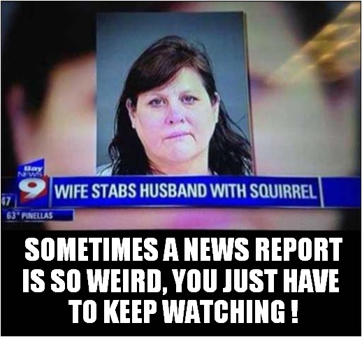What The ... | SOMETIMES A NEWS REPORT
IS SO WEIRD, YOU JUST HAVE 
TO KEEP WATCHING ! | image tagged in weird,news,squirrel,stab | made w/ Imgflip meme maker
