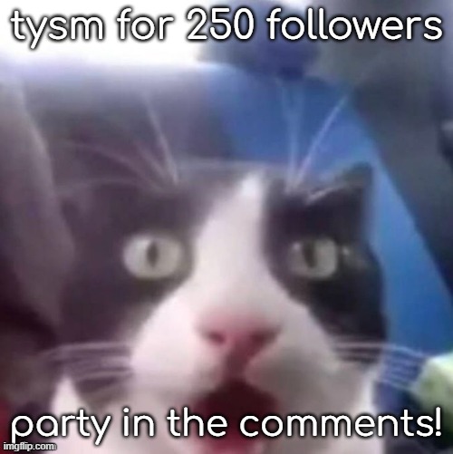 cat shocked | tysm for 250 followers; party in the comments! | image tagged in cat shocked | made w/ Imgflip meme maker