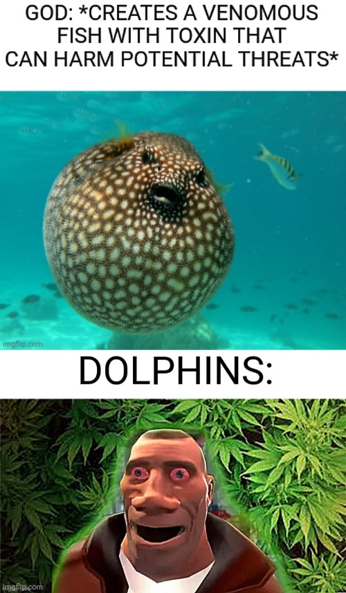 Dolphins smokes pufferfish | image tagged in dolphins,weed,fish,toxic | made w/ Imgflip meme maker