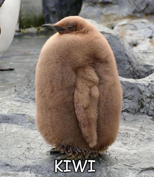 kiwi | KIWI | image tagged in boardroom meeting suggestion | made w/ Imgflip meme maker