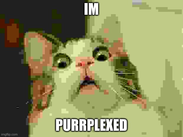 Scared Cat Meme | IM; PURRPLEXED | image tagged in memes,scared cat | made w/ Imgflip meme maker