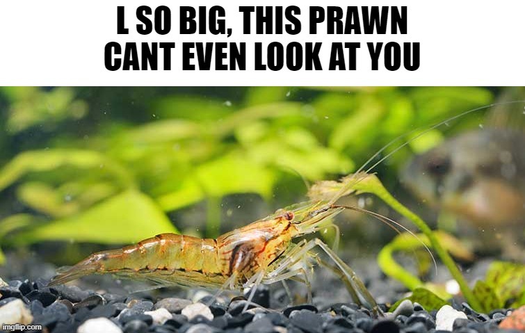 prawn cant look | image tagged in prawn cant look | made w/ Imgflip meme maker