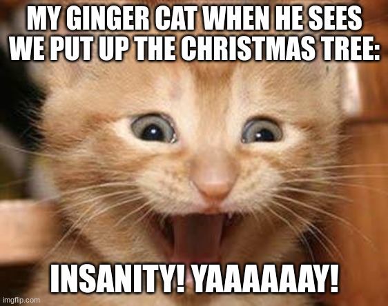 gingers are demon spawns | MY GINGER CAT WHEN HE SEES WE PUT UP THE CHRISTMAS TREE:; INSANITY! YAAAAAAY! | image tagged in memes,excited cat | made w/ Imgflip meme maker