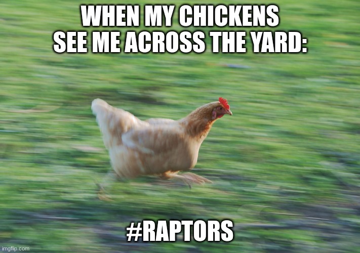 chickens have better sight than anything else... | WHEN MY CHICKENS SEE ME ACROSS THE YARD:; #RAPTORS | image tagged in running chicken | made w/ Imgflip meme maker