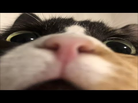 High Quality Up close cat Blank Meme Template