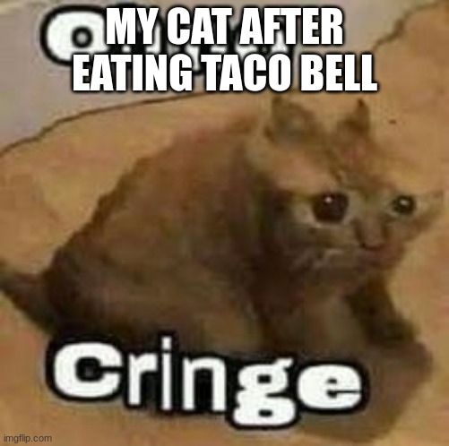 what taco bell does to your cat | MY CAT AFTER EATING TACO BELL | image tagged in oh no cringe,diarrhea,taco bell | made w/ Imgflip meme maker