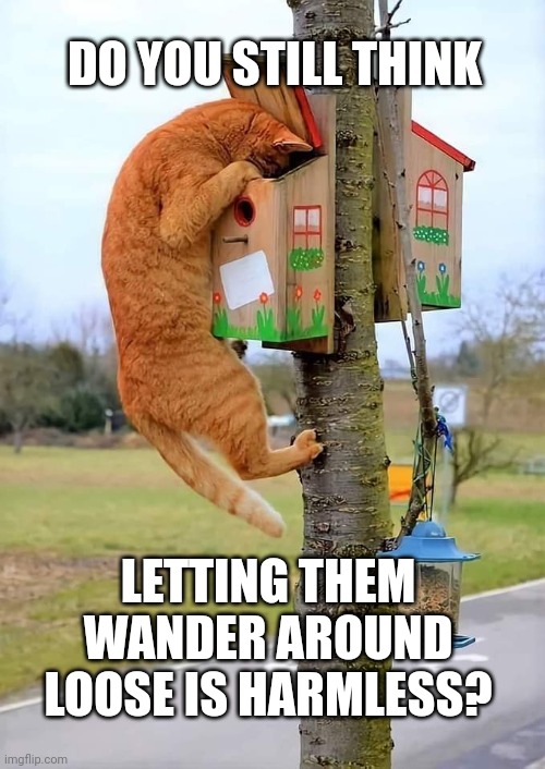 Cats | DO YOU STILL THINK; LETTING THEM WANDER AROUND LOOSE IS HARMLESS? | image tagged in killers,dead birds,nuisance | made w/ Imgflip meme maker