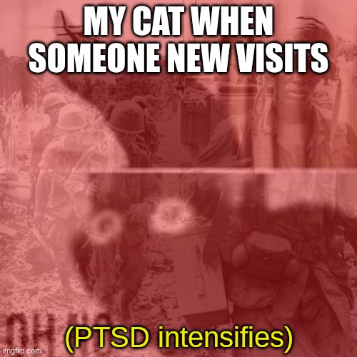 wtf | MY CAT WHEN SOMEONE NEW VISITS | image tagged in oh no cat pstd intensifies,ptsd,crazy,hilarious | made w/ Imgflip meme maker