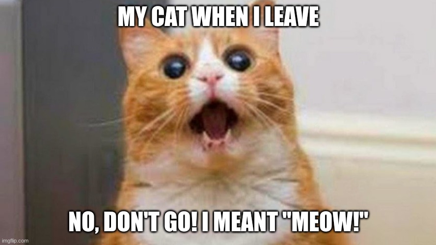 no don't go! | MY CAT WHEN I LEAVE; NO, DON'T GO! I MEANT "MEOW!" | image tagged in funny cat | made w/ Imgflip meme maker