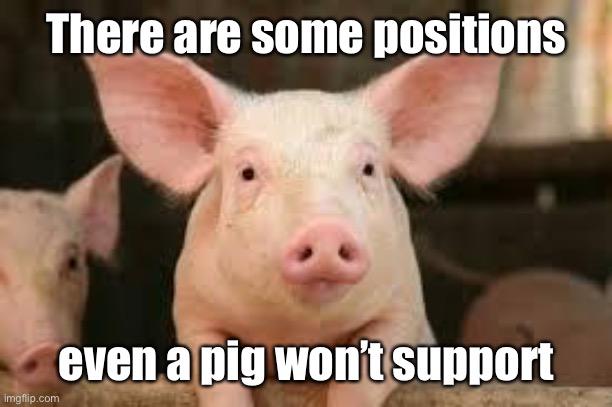 pig | There are some positions even a pig won’t support | image tagged in pig | made w/ Imgflip meme maker