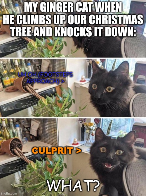 hope you like my memes! | MY GINGER CAT WHEN HE CLIMBS UP OUR CHRISTMAS TREE AND KNOCKS IT DOWN:; UH OH (FOOTSTEPS APPROACH) >; CULPRIT >; WHAT? | image tagged in guilty cat | made w/ Imgflip meme maker