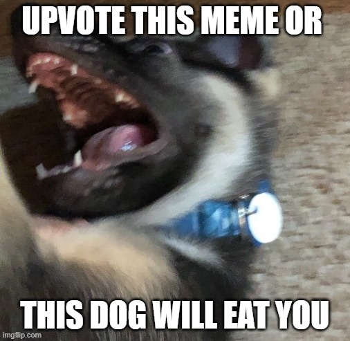 angy doggo | UPVOTE THIS MEME OR; THIS DOG WILL EAT YOU | image tagged in angy doggo | made w/ Imgflip meme maker