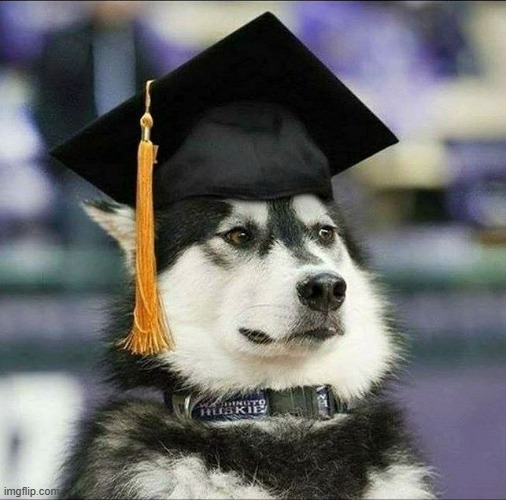 educated husky | image tagged in educated husky | made w/ Imgflip meme maker
