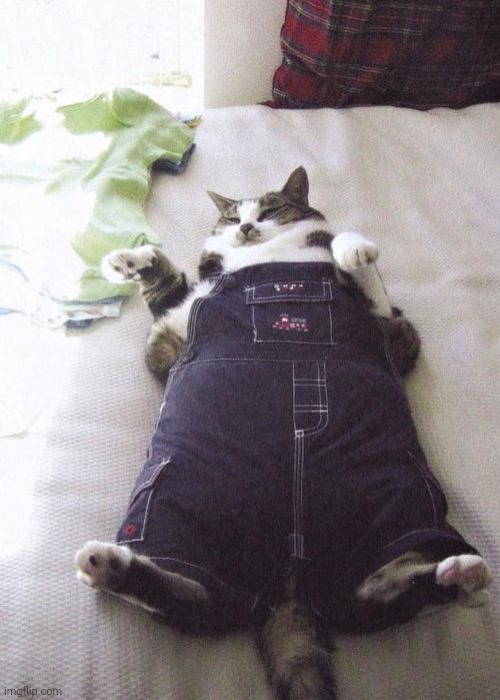 Fat Cat Meme | image tagged in memes,fat cat | made w/ Imgflip meme maker