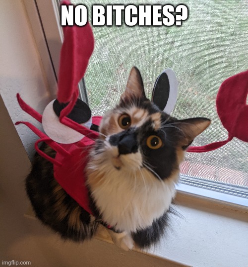 My cat is very megaminded | NO BITCHES? | image tagged in funny cat,cat memes,cats | made w/ Imgflip meme maker
