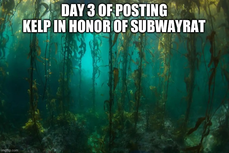 requested by skibbles for some reason | DAY 3 OF POSTING KELP IN HONOR OF SUBWAYRAT | image tagged in kelp forest | made w/ Imgflip meme maker