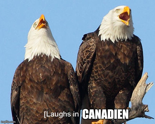 laughs in american | CANADIEN | image tagged in laughs in american | made w/ Imgflip meme maker
