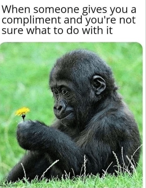 i never understand why people compliment me. it makes no sense | image tagged in memes,compliment,gorilla | made w/ Imgflip meme maker