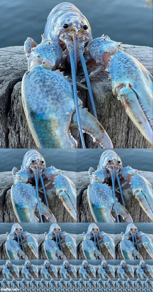 image tagged in the blue lobster | made w/ Imgflip meme maker