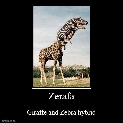 Zerafa | Giraffe and Zebra hybrid | image tagged in funny,demotivationals | made w/ Imgflip demotivational maker