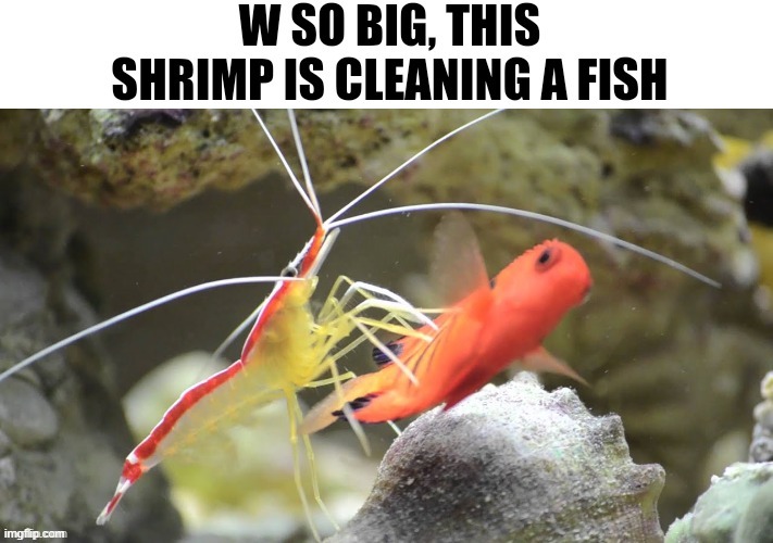 Shrimp cleaning a fish | image tagged in shrimp cleaning a fish | made w/ Imgflip meme maker