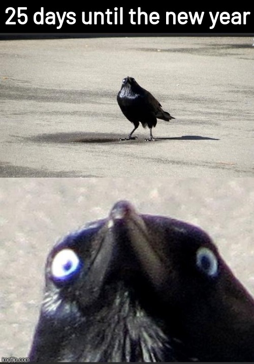insanity crow | 25 days until the new year | image tagged in insanity crow,memes,funny,fuuny,2031-defense | made w/ Imgflip meme maker