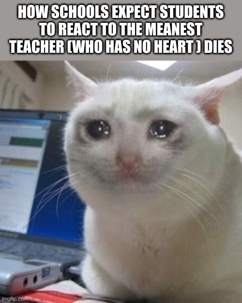 Crying cat | HOW SCHOOLS EXPECT STUDENTS TO REACT TO THE MEANEST TEACHER (WHO HAS NO HEART ) DIES | image tagged in crying cat | made w/ Imgflip meme maker