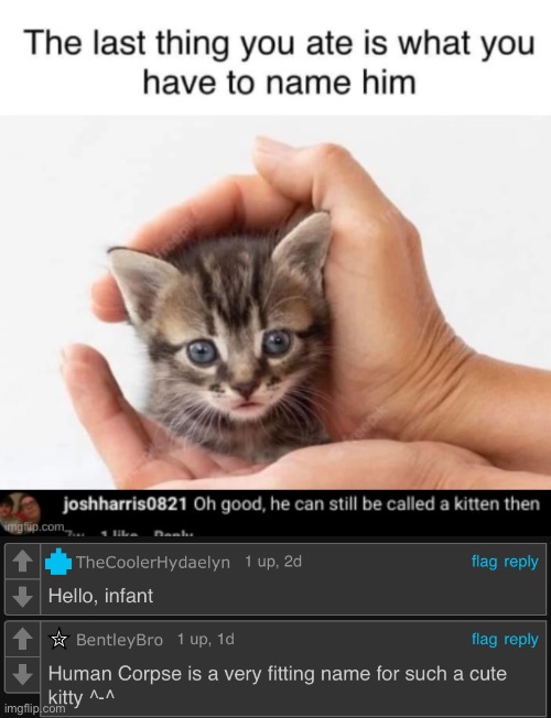 What | image tagged in kitten,cursed | made w/ Imgflip meme maker