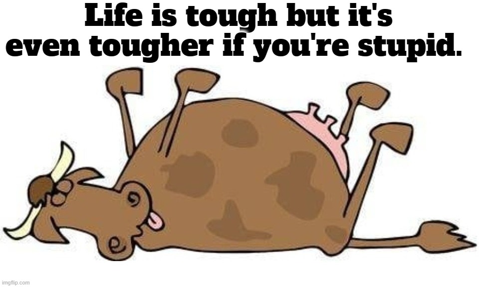 Life is tough but it's even tougher if you're stupid. (Or Liberal) | Life is tough but it's even tougher if you're stupid. | image tagged in life is tough,life is hard,do you are have stupid,special kind of stupid,stupid people,never go full retard | made w/ Imgflip meme maker