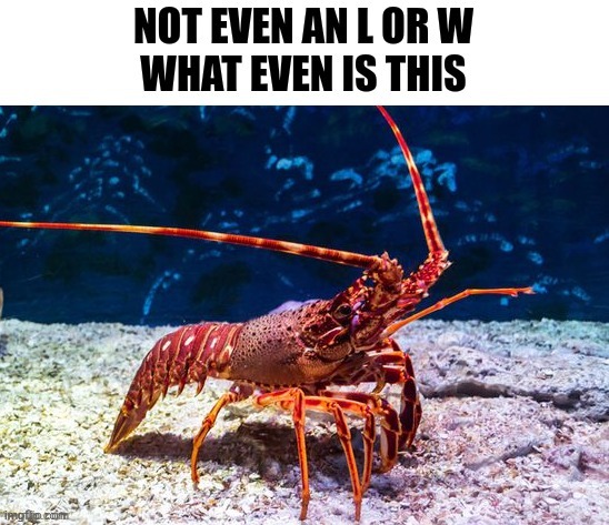 Confused lobster | image tagged in confused lobster | made w/ Imgflip meme maker
