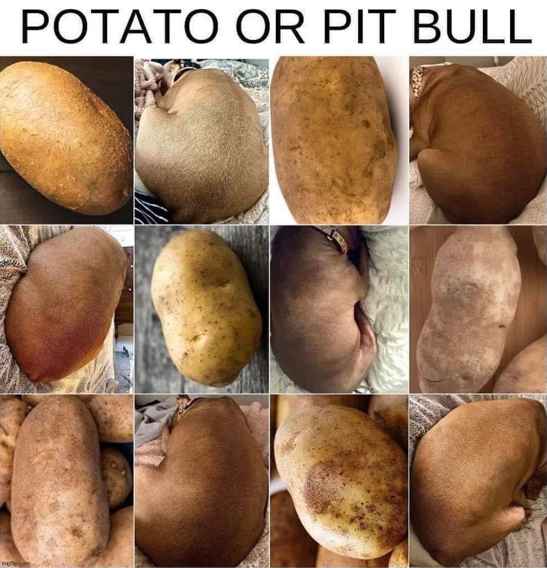 High Quality pit bull or potato Blank Meme Template