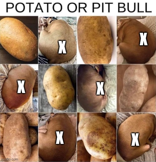 i found the pit bulls | X; X; X; X; X; X | image tagged in pit bull or potato | made w/ Imgflip meme maker